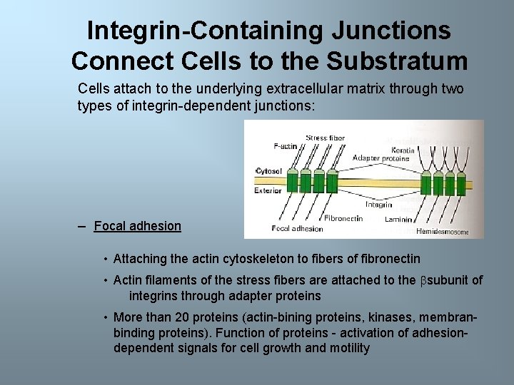 Integrin-Containing Junctions Connect Cells to the Substratum Cells attach to the underlying extracellular matrix
