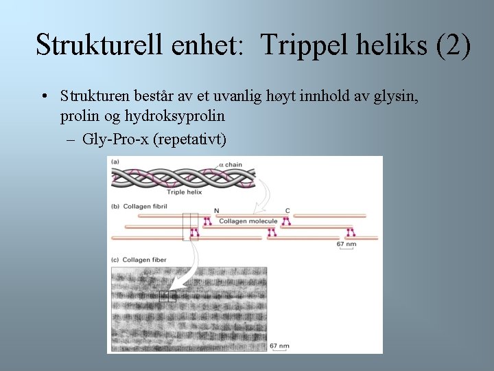 Strukturell enhet: Trippel heliks (2) • Strukturen består av et uvanlig høyt innhold av