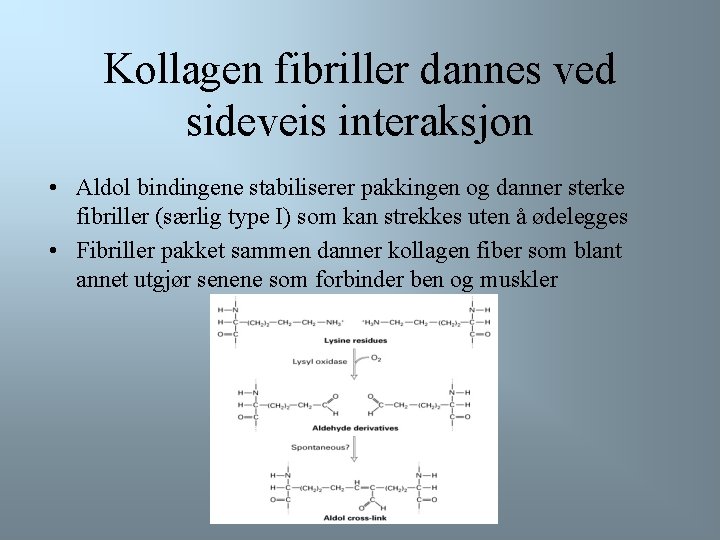 Kollagen fibriller dannes ved sideveis interaksjon • Aldol bindingene stabiliserer pakkingen og danner sterke