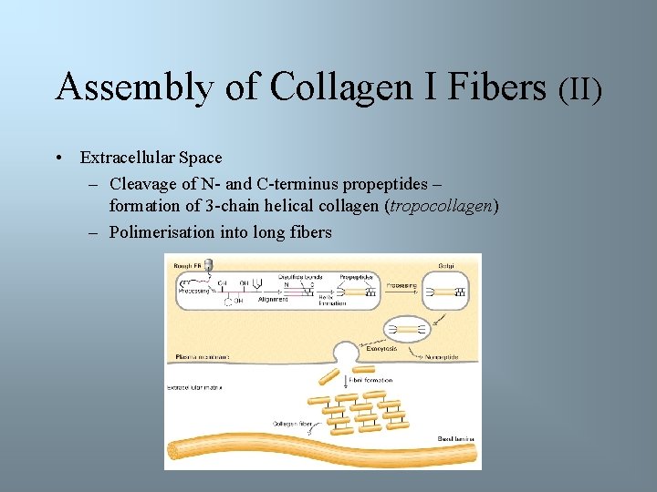 Assembly of Collagen I Fibers (II) • Extracellular Space – Cleavage of N- and