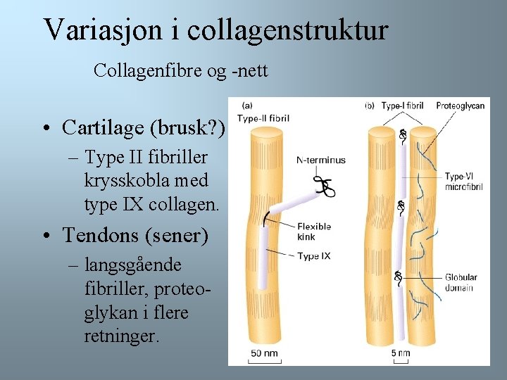 Variasjon i collagenstruktur Collagenfibre og -nett • Cartilage (brusk? ) – Type II fibriller