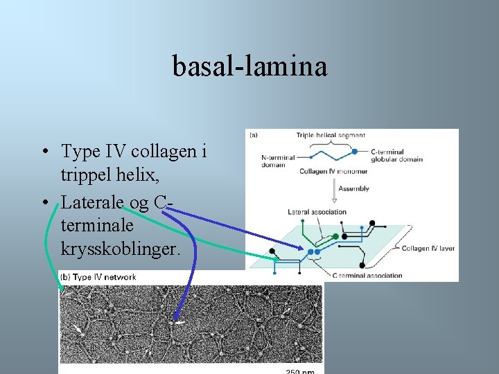 basal-lamina • Type IV collagen i trippel helix, • Laterale og Cterminale krysskoblinger. 