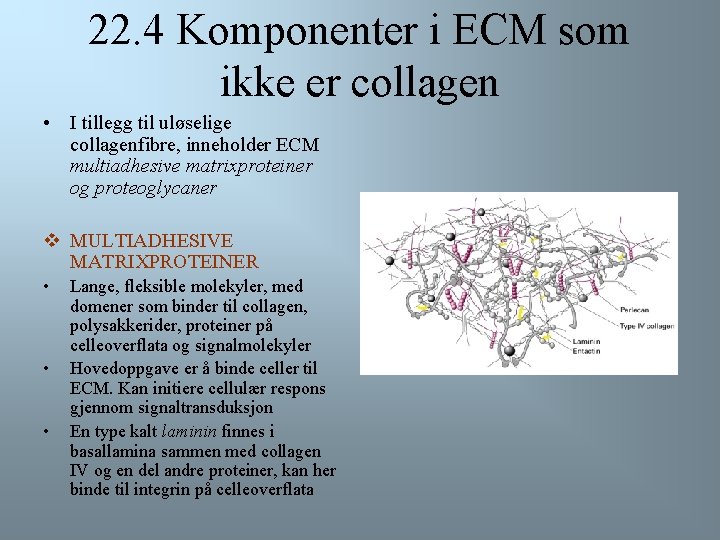 22. 4 Komponenter i ECM som ikke er collagen • I tillegg til uløselige