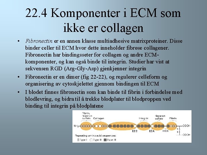 22. 4 Komponenter i ECM som ikke er collagen • Fibronectin er en annen
