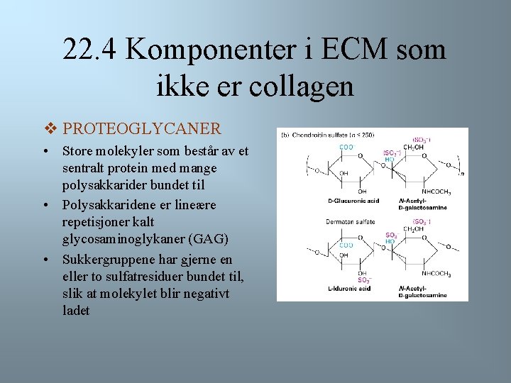 22. 4 Komponenter i ECM som ikke er collagen v PROTEOGLYCANER • Store molekyler
