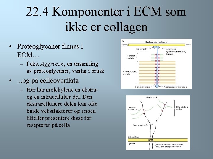 22. 4 Komponenter i ECM som ikke er collagen • Proteoglycaner finnes i ECM.
