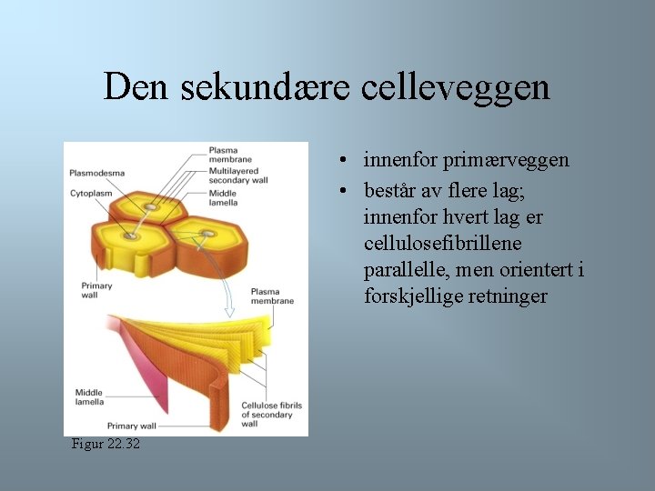 Den sekundære celleveggen • innenfor primærveggen • består av flere lag; innenfor hvert lag