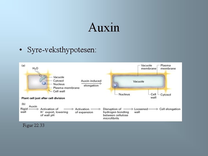 Auxin • Syre-veksthypotesen: Figur 22. 33 