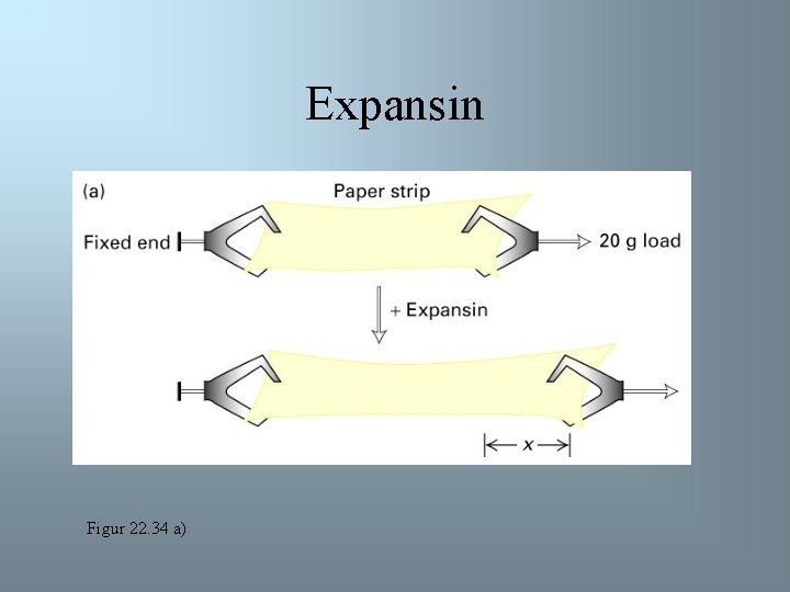Expansin Figur 22. 34 a) 
