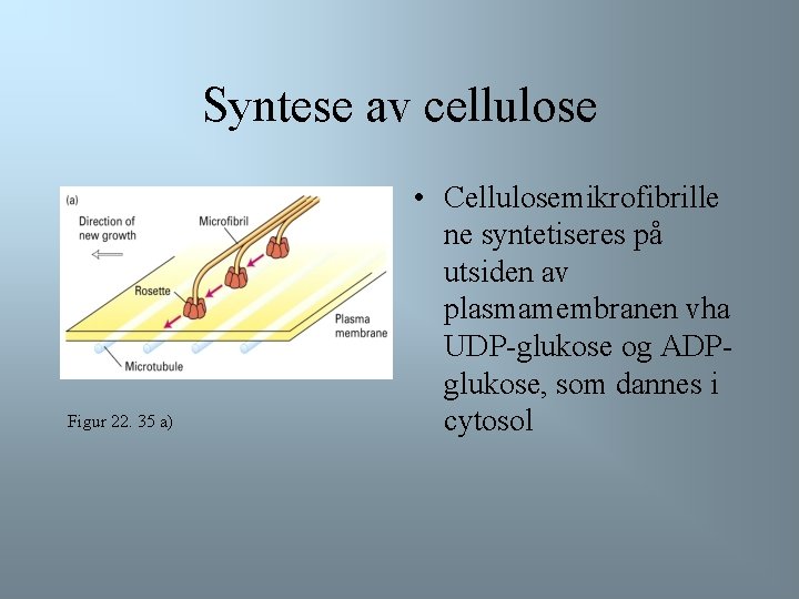 Syntese av cellulose Figur 22. 35 a) • Cellulosemikrofibrille ne syntetiseres på utsiden av