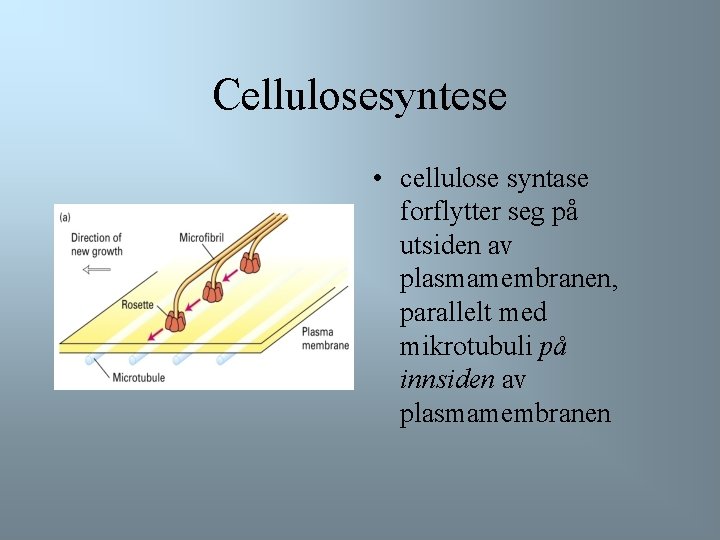 Cellulosesyntese • cellulose syntase forflytter seg på utsiden av plasmamembranen, parallelt med mikrotubuli på
