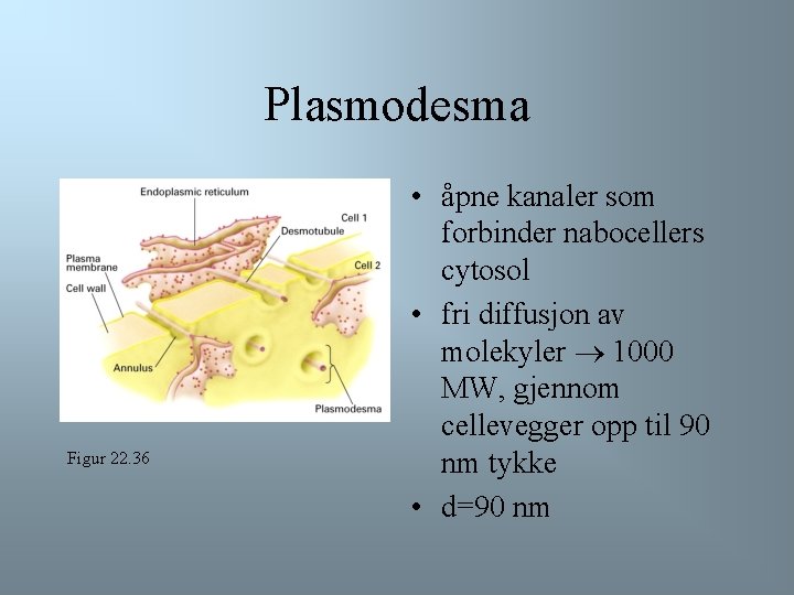 Plasmodesma Figur 22. 36 • åpne kanaler som forbinder nabocellers cytosol • fri diffusjon