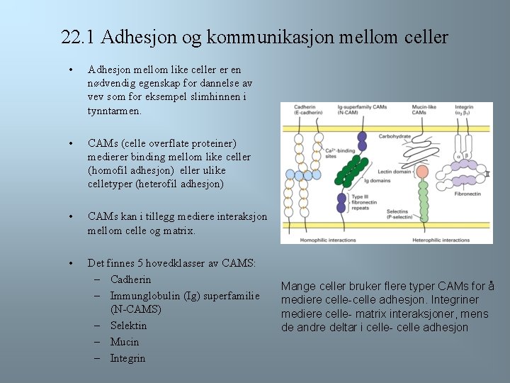 22. 1 Adhesjon og kommunikasjon mellom celler • Adhesjon mellom like celler er en