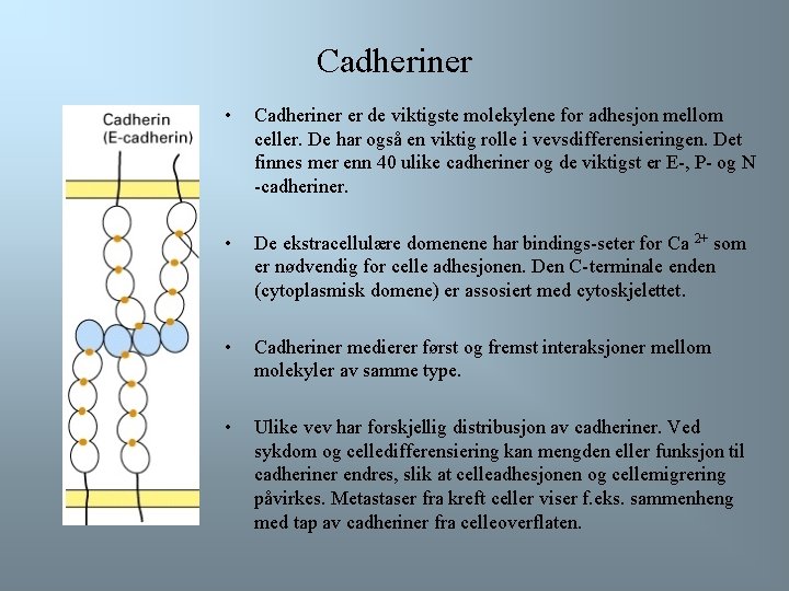 Cadheriner • Cadheriner er de viktigste molekylene for adhesjon mellom celler. De har også