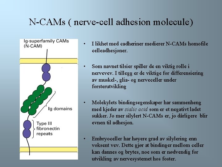 N-CAMs ( nerve-cell adhesion molecule) • I likhet med cadheriner medierer N-CAMs homofile celleadhesjoner.