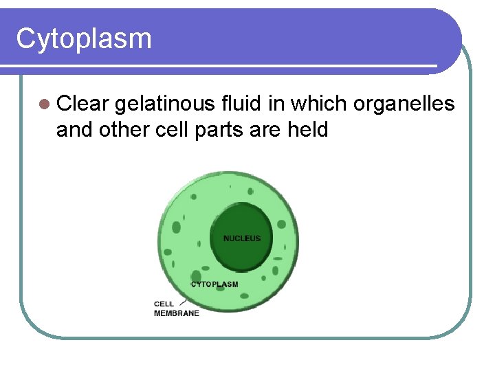Cytoplasm l Clear gelatinous fluid in which organelles and other cell parts are held