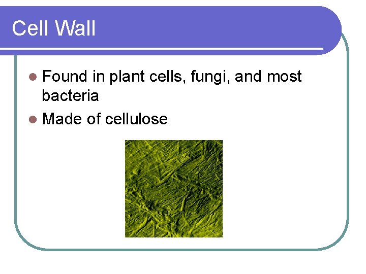 Cell Wall l Found in plant cells, fungi, and most bacteria l Made of