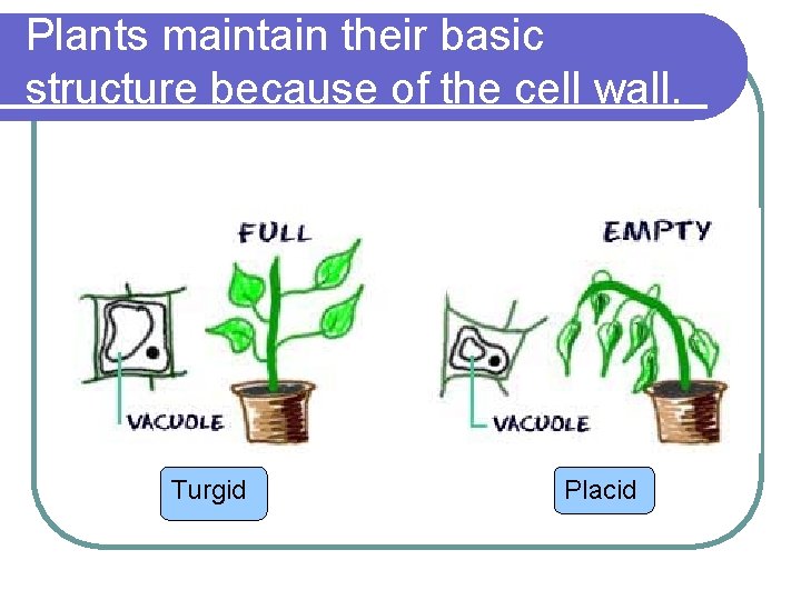Plants maintain their basic structure because of the cell wall. Turgid Placid 