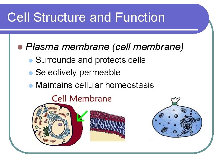 Cell Structure and Function l Plasma membrane (cell membrane) Surrounds and protects cells l