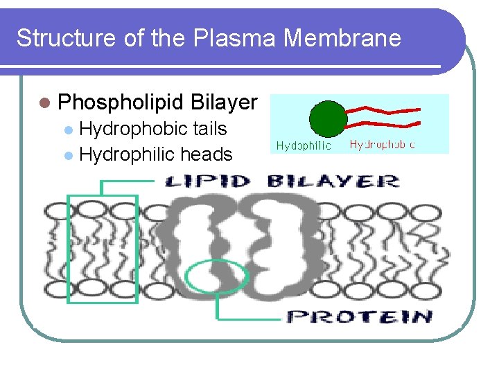 Structure of the Plasma Membrane l Phospholipid Bilayer Hydrophobic tails l Hydrophilic heads l