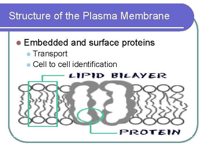 Structure of the Plasma Membrane l Embedded and surface proteins Transport l Cell to