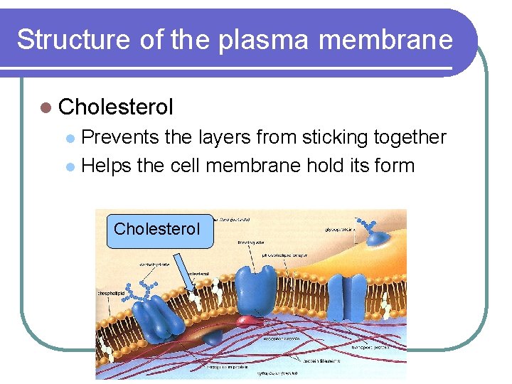 Structure of the plasma membrane l Cholesterol Prevents the layers from sticking together l