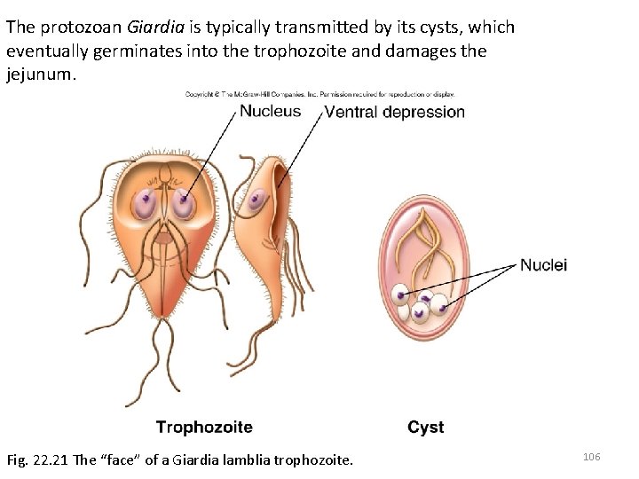 The protozoan Giardia is typically transmitted by its cysts, which eventually germinates into the