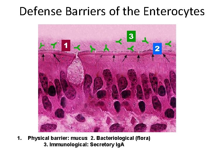 Defense Barriers of the Enterocytes 1 1. 3 Physical barrier: mucus 2. Bacteriological (flora)