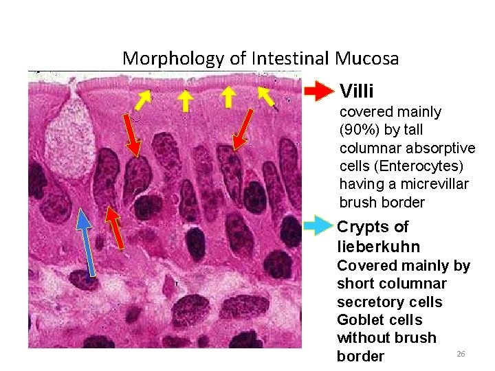 Morphology of Intestinal Mucosa Villi covered mainly (90%) by tall columnar absorptive cells (Enterocytes)