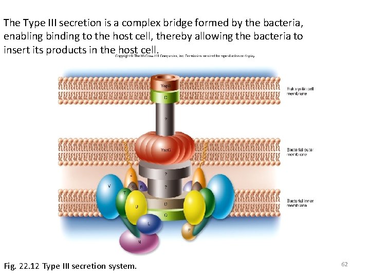 The Type III secretion is a complex bridge formed by the bacteria, enabling binding