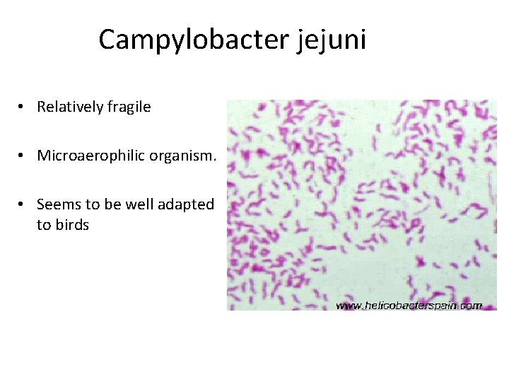 Campylobacter jejuni • Relatively fragile • Microaerophilic organism. • Seems to be well adapted
