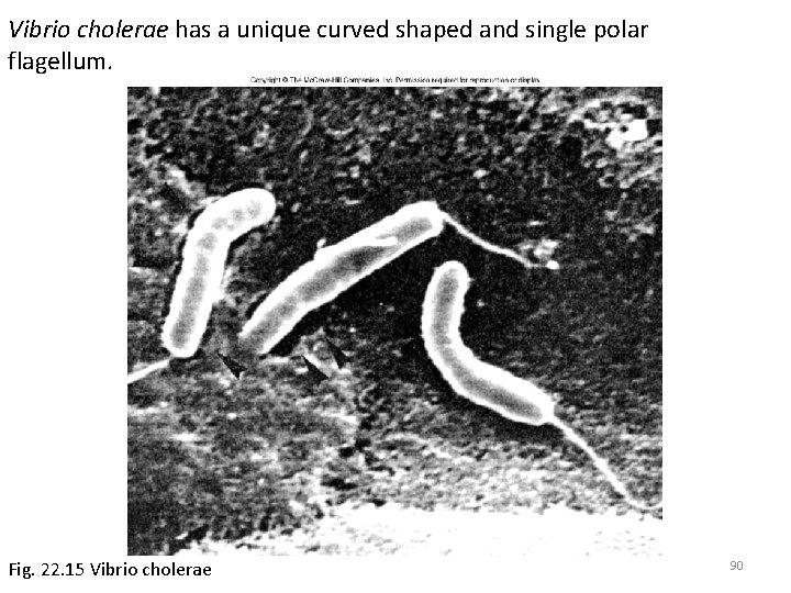 Vibrio cholerae has a unique curved shaped and single polar flagellum. Fig. 22. 15