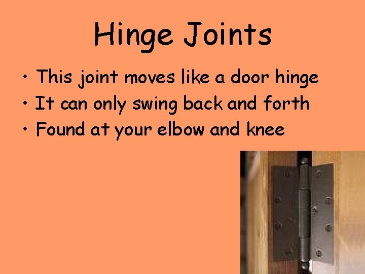 Hinge Joints • This joint moves like a door hinge • It can only