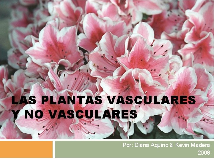 LAS PLANTAS VASCULARES Y NO VASCULARES Por: Diana Aquino & Kevin Madera 2008 