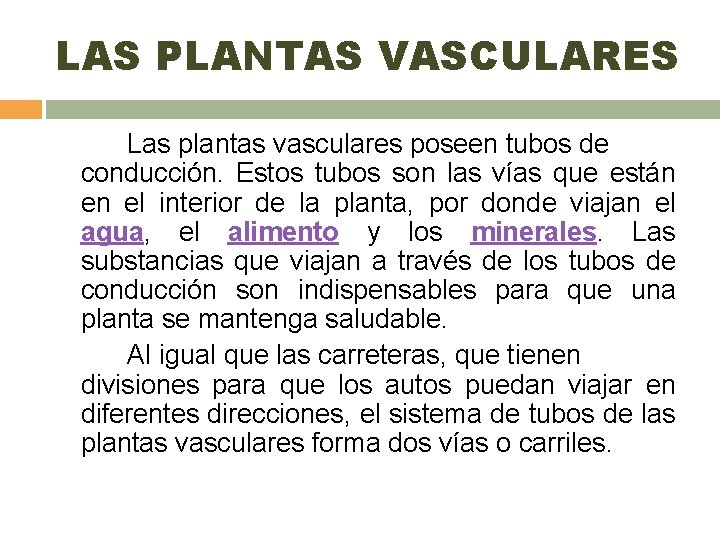 LAS PLANTAS VASCULARES Las plantas vasculares poseen tubos de conducción. Estos tubos son las