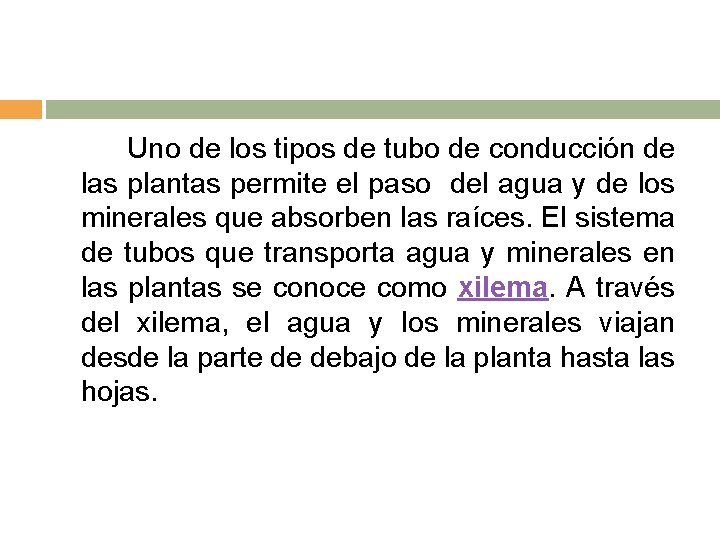 Uno de los tipos de tubo de conducción de las plantas permite el paso