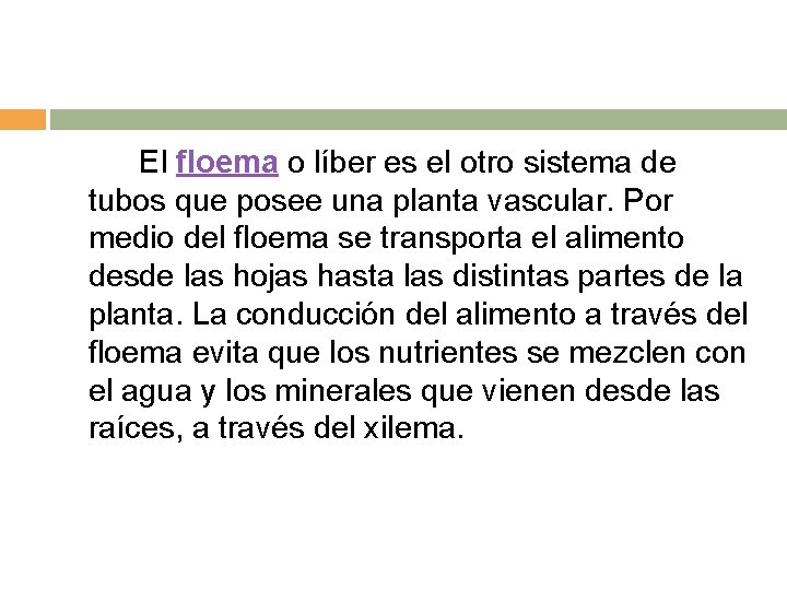 El floema o líber es el otro sistema de tubos que posee una planta