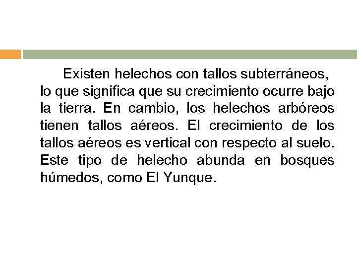 Existen helechos con tallos subterráneos, lo que significa que su crecimiento ocurre bajo la