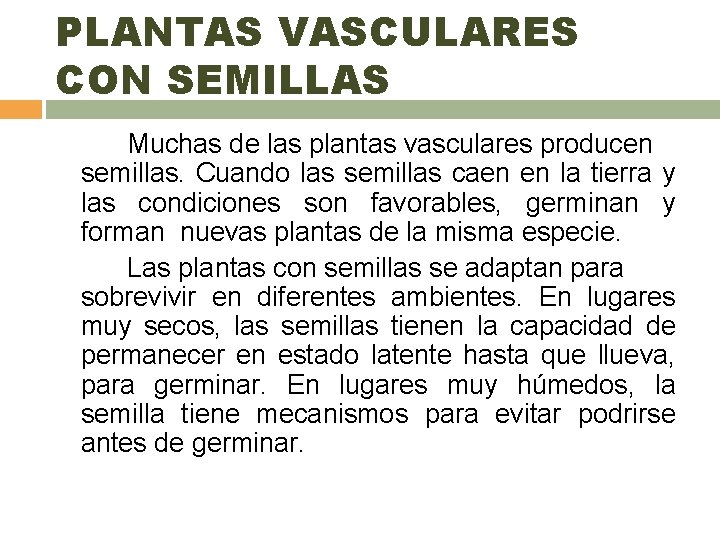 PLANTAS VASCULARES CON SEMILLAS Muchas de las plantas vasculares producen semillas. Cuando las semillas