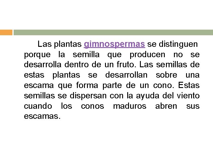 Las plantas gimnospermas se distinguen porque la semilla que producen no se desarrolla dentro