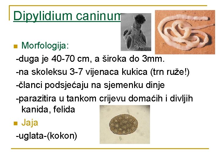 Dipylidium caninum Morfologija: -duga je 40 -70 cm, a široka do 3 mm. -na