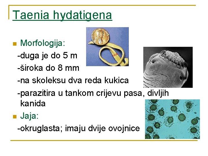 Taenia hydatigena Morfologija: -duga je do 5 m -široka do 8 mm -na skoleksu