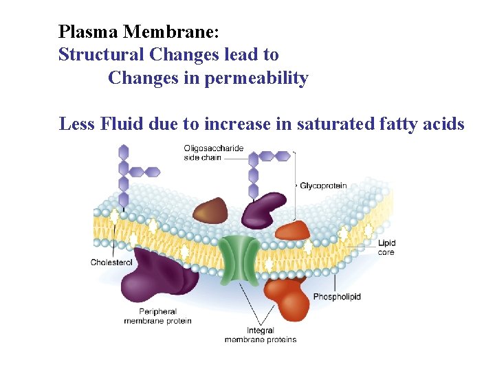 Plasma Membrane: Structural Changes lead to Changes in permeability Less Fluid due to increase