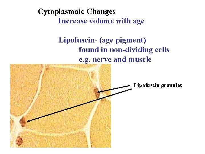 Cytoplasmaic Changes Increase volume with age Lipofuscin- (age pigment) found in non-dividing cells e.