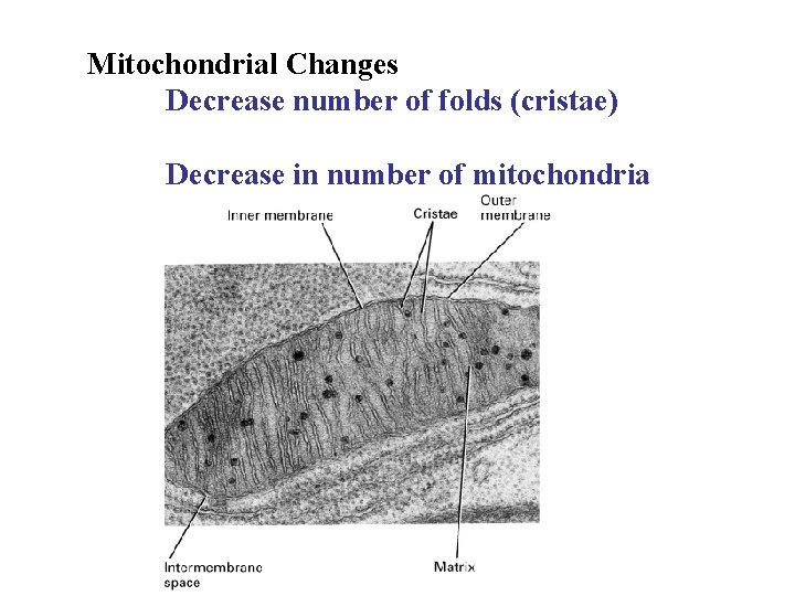 Mitochondrial Changes Decrease number of folds (cristae) Decrease in number of mitochondria 
