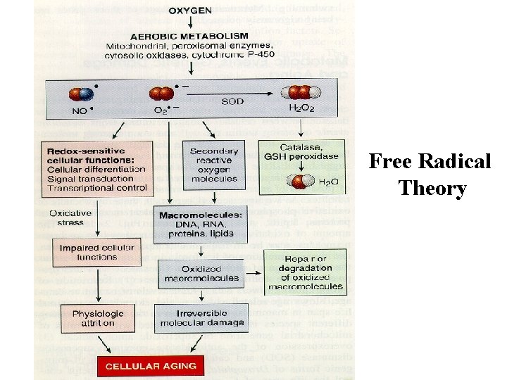 Free Radical Theory 