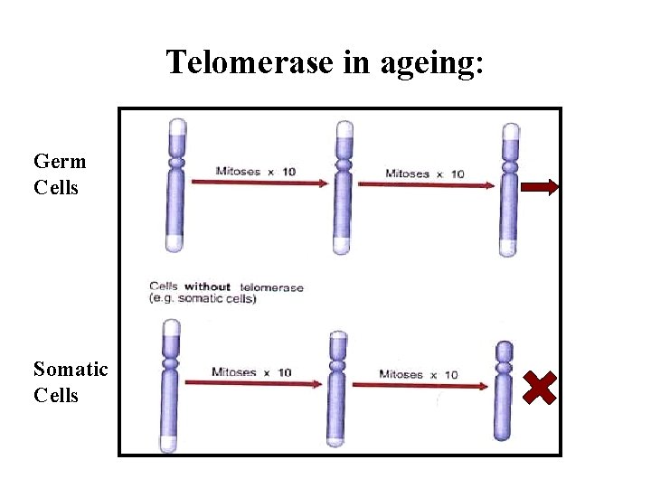 Telomerase in ageing: Germ Cells Somatic Cells 