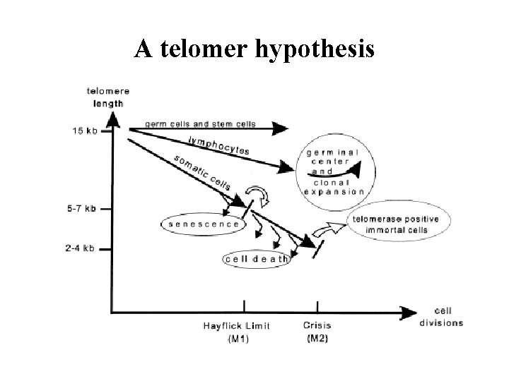 A telomer hypothesis 