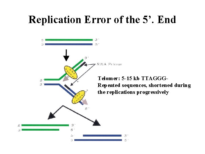 Replication Error of the 5’. End Telomer: 5 -15 kb TTAGGGRepeated sequences, shortened during