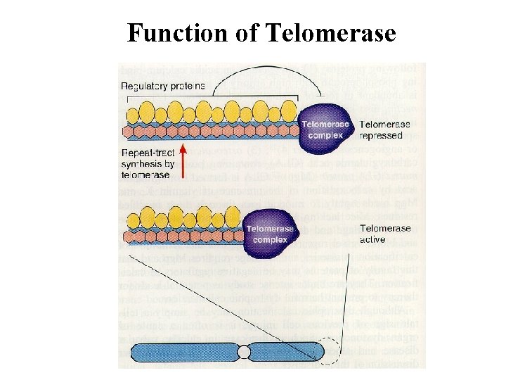 Function of Telomerase 